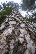 A tall tree, photographed from a frog's eye view, Unterhaugstett, Calw district, Germany