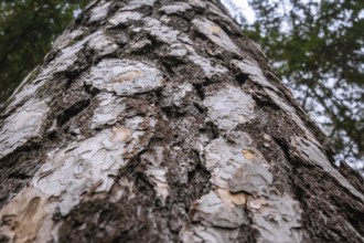 Close-up of rough and textured tree bark, Unterhaugstett, Calw district, Germany