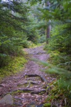 A shady path leads through a lush green forest, Unterhaugstett, Calw district, Germany