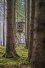 A raised seat stands in the middle of a quiet, moss-covered forest, Unterhaugstett, Calw district,