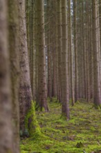 Symmetrically arranged trees in a green forest with moss, Unterhaugstett, Calw district, Germany
