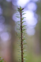 Close-up of a green branch with blurred background in the forest, Unterhaugstett, Calw district,