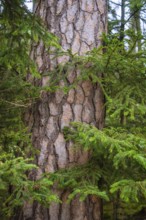 A tree trunk with scaly bark in a wooded area, Unterhaugstett, Calw district, Germany