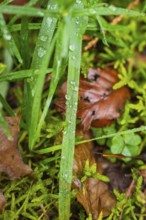 Dew drops on blades of grass and leaves in a wooded area, Unterhaugstett, Calw district, Germany