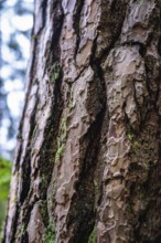 Textured tree bark with green moss spots, Unterhaugstett, Calw district, Germany