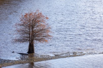 Washington, DC - A bald cypress tree (Taxodium distichum) grows in shallow waters of the Anacostia