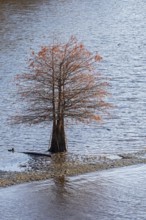Washington, DC - A bald cypress tree (Taxodium distichum) grows in shallow waters of the Anacostia