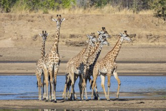Thornicroft's Giraffe (Giraffa camelopardalis thornicrofti) crossing Luangwa River Zambia August