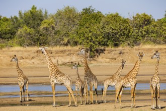 Thornicroft giraffe (Giraffa camelopardalis thornicrofti) crossing the Luangwa River Zambia August