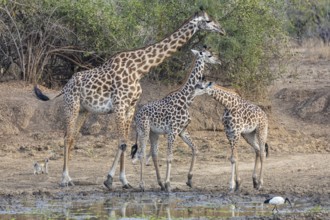Thornicroft giraffe (Giraffa camelopardalis thornicrofti) lungwa river valley Zamia August