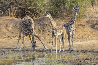 Thornicroft's Giraffe (Giraffa camelopardalis thornicrofti) lungwa River valley Zamia August