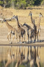 Thornicroft's Giraffe (Giraffa camelopardalis thornicrofti) Luangwa River valley Zambia August