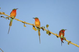 Carmine Bee-eater (Merops nubicus) South Luangwa NP Zambia August