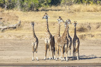 Thornicroft's Giraffe (Giraffa camelopardalis thornicrofti) Luangwa River valley Zambia August