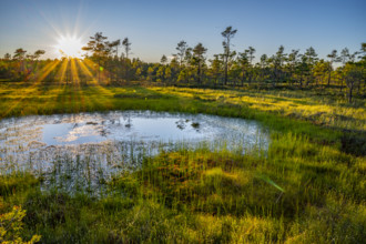An idyllic moor with a pond in the foreground, surrounded by grass and trees, in the light of a