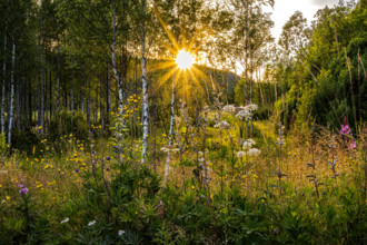 A peaceful forest in summer illuminated by the warm rays of the setting sun, Östana, Värmland,