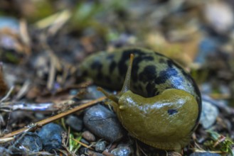 Close up of a spotted banana slug navigating the damp forest floor, showcasing its vibrant yellow