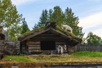 Two goats are standing near a small wooden hut with a green roof, one goat grazing on the roof and