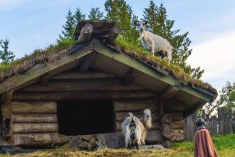 Domestic goats explore a traditional sod roofed wooden structure in qualicum beach, vancouver