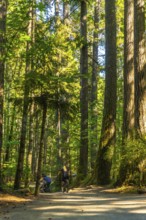 Two cyclists riding along a scenic path through the lush green forest of englishman river falls