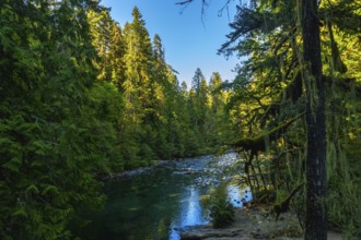 Sunlight filtering through the canopy illuminates the clear turquoise waters of englishman river,