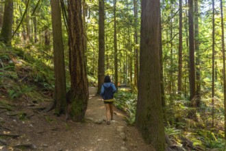 Tourist walking along a lush forest trail in englishman river falls provincial park on vancouver