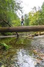 Female hiker walking across a fallen tree trunk bridge, surrounded by a lush forest and enjoying