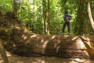 Female hiker standing on a massive fallen tree trunk. Admiring the towering trees and lush greenery