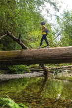 Female hiker carefully walks across a fallen tree trunk spanning a pristine river. Surrounded by
