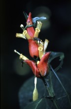Exotic blossom in the Amazon basin, Peru, South America, September 1997, vintage, retro, old,