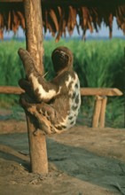 Sloth in a private zoo near Iquitos, Amazon basin, Peru, South America, September 1997, vintage,
