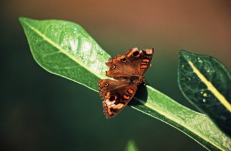Butterfly near Iquitos, Amazon region, Peru, South America, September 1997, vintage, retro, old,