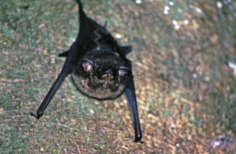 Bat, Amazon region near Iquitos, Peru, South America, September 1997, vintage, retro, old, historic