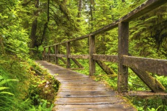 Winding wooden path meanders through the lush green rainforest of ucluelet, british columbia,
