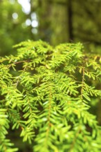 Close up of vibrant western hemlock branches thriving in the lush rainforest along a scenic trail