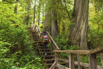 Female tourist with backpack walking up wooden stairs in lush rainforest trail in ucluelet, british