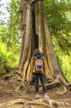 Female hiker with a backpack stands at the base of a massive, hollowed out cedar tree, marveling at