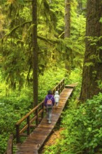 Tourists enjoying a peaceful hike through a lush rainforest on a wooden boardwalk trail, surrounded