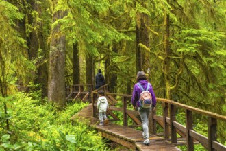 Tourists enjoying a leisurely walk through a lush rainforest on a wooden walkway, surrounded by