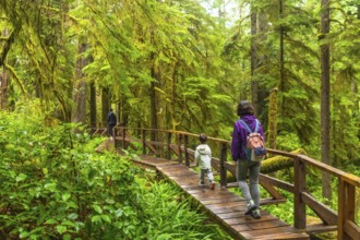 Tourists enjoying a hike through a lush rainforest on a wooden walkway, surrounded by vibrant green