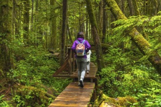 Two tourists with backpacks hiking along a wooden boardwalk trail in a lush ucluelet rainforest,
