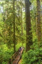 Tourists enjoying a lush green rainforest walk along a wooden boardwalk trail in ucluelet, a small