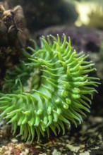 Giant green sea anemone showing its beautiful tentacles in aquarium, creating a mesmerizing