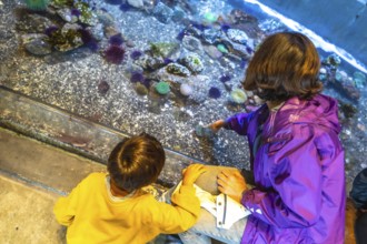 Mother and son enjoying interactive experience. Pointing at sea creatures in touch tank. Learning