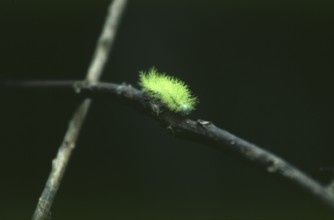 Caterpillar in Tambopata National Park in the Amazon Basin, Peru, South America, September 1997,