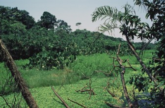 Jungle near Iquitos, Peru, South America, September 1997, vintage, retro, old, historic