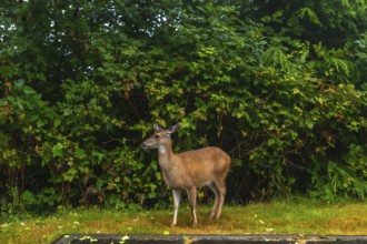 Young deer stands gracefully on a grassy patch in ucluelet, vancouver island, with a backdrop of