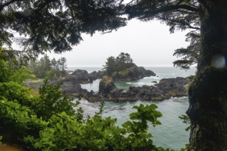Lush vegetation and coniferous trees framing a stunning view of rugged coastline and rocky islets