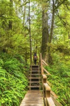 Wooden path with stairs and railings going through a lush green rainforest in ucluelet, a small