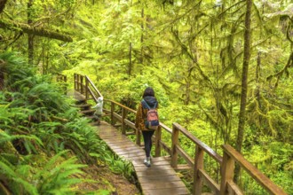 Mother and child enjoying a hike, walking on a wooden path through a lush rainforest in ucluelet, a
